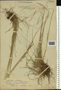 Festuca rubra L., Eastern Europe, Eastern region (E10) (Russia)