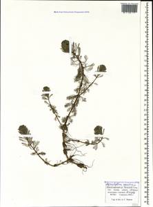 Myriophyllum aquaticum (Vellozo) Verdcourt, Caucasus, Black Sea Shore (from Novorossiysk to Adler) (K3) (Russia)