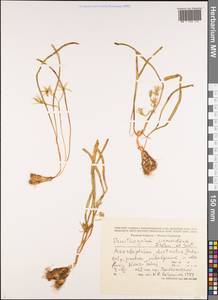Ornithogalum sigmoideum Freyn & Sint., Caucasus, Azerbaijan (K6) (Azerbaijan)