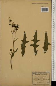 Sonchus arvensis L., Eastern Europe, South Ukrainian region (E12) (Ukraine)