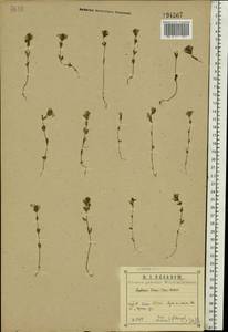 Euphrasia ×vernalis List, Eastern Europe, Central region (E4) (Russia)