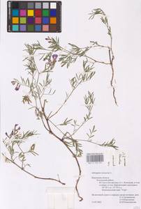 Astragalus arenarius L., Eastern Europe, Central region (E4) (Russia)