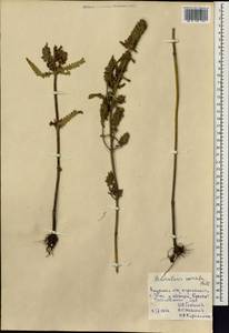 Pedicularis spicata, Siberia, Russian Far East (S6) (Russia)