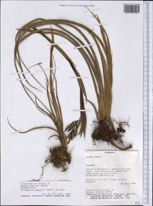 Billbergia nutans H.Wendl. ex Regel, America (AMER) (Paraguay)