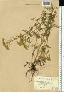 Achillea nobilis L., Eastern Europe, Lower Volga region (E9) (Russia)