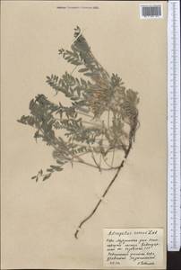 Astragalus roseus Ledeb., Middle Asia, Northern & Central Kazakhstan (M10) (Kazakhstan)