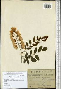 Robinia pseudoacacia L., Eastern Europe, Central region (E4) (Russia)