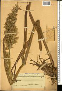 Avena sativa L., Caucasus, Azerbaijan (K6) (Azerbaijan)