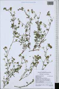 Medicago varia Martyn, South Asia, South Asia (Asia outside ex-Soviet states and Mongolia) (ASIA) (China)