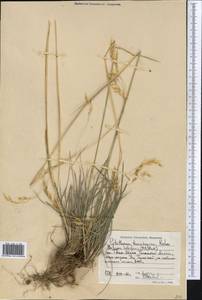 Piptatherum songaricum (Trin. & Rupr.) Roshev., Middle Asia, Western Tian Shan & Karatau (M3) (Kyrgyzstan)