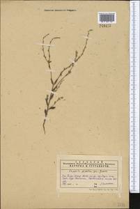 Pseudolappula sinaica (A. DC.) Khoshsokhan, Sherafati & Kaz. Osaloo, Middle Asia, Western Tian Shan & Karatau (M3) (Kazakhstan)