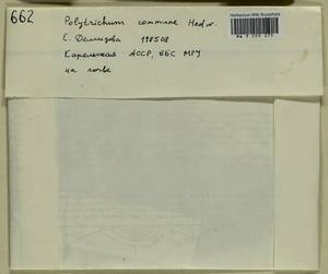 Polytrichum commune Hedw., Bryophytes, Bryophytes - Karelia, Leningrad & Murmansk Oblasts (B4) (Russia)