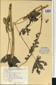 Lupinus polyphyllus Lindl., Caucasus, Georgia (K4) (Georgia)