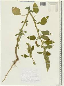 Amaranthus retroflexus L., Crimea (KRYM) (Russia)