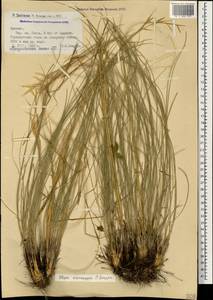 Stipa zalesskii Wilensky, Caucasus, Armenia (K5) (Armenia)