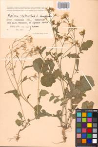 Raphanus raphanistrum L., Eastern Europe, Moscow region (E4a) (Russia)