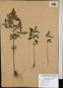 Elsholtzia ciliata (Thunb.) Hyl., Eastern Europe, Central region (E4) (Russia)