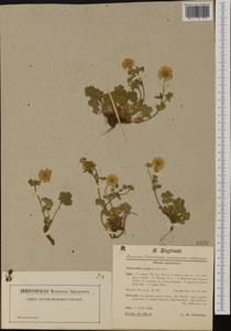 Potentilla grandiflora L., Western Europe (EUR) (Switzerland)