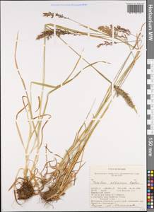 Trisetum altaicum Roshev., Siberia, Altai & Sayany Mountains (S2) (Russia)