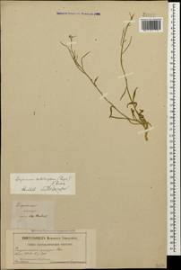 Erysimum substrigosum (Rupr.) N. Busch, Caucasus (no precise locality) (K0)