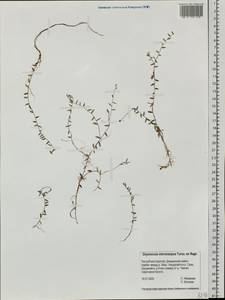 Vaccinium microcarpum (Turcz. ex Rupr.) Schmalh. ex Busch, Siberia, Baikal & Transbaikal region (S4) (Russia)