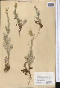 Carduus pycnocephalus subsp. cinereus (M. Bieb.) Davis, Middle Asia, Pamir & Pamiro-Alai (M2) (Uzbekistan)