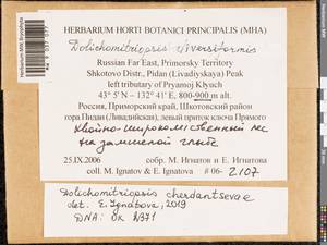 Dolichomitriopsis diversiformis (Mitt.) Nog., Bryophytes, Bryophytes - Russian Far East (excl. Chukotka & Kamchatka) (B20) (Russia)