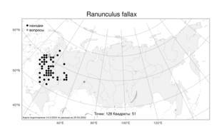 Ranunculus fallax (Wimm. & Grab.) Sloboda, Atlas of the Russian Flora (FLORUS) (Russia)