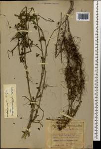 Cuscuta epithymum (L.) L., Caucasus, Azerbaijan (K6) (Azerbaijan)