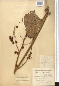 Rheum maximowiczii Losinsk., Middle Asia, Pamir & Pamiro-Alai (M2) (Uzbekistan)
