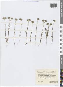 Valerianella coronata (L.) DC., Crimea (KRYM) (Russia)