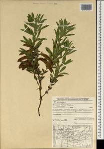 Thermopsis, Mongolia (MONG) (Mongolia)