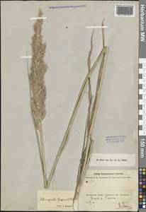 Calamagrostis epigejos (L.) Roth, Middle Asia, Dzungarian Alatau & Tarbagatai (M5) (Kazakhstan)