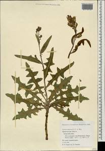 Lactuca tatarica (L.) C. A. Mey., Eastern Europe, Northern region (E1) (Russia)