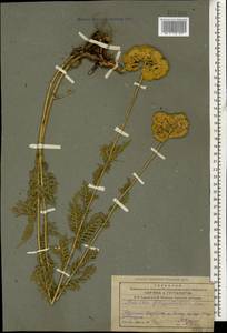 Achillea filipendulina Lam., Caucasus, Armenia (K5) (Armenia)