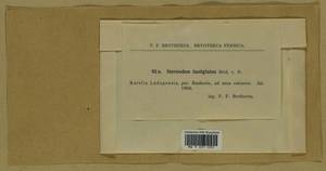 Drepanium fastigiatum (Brid.) Lange & C.E.O. Jensen, Bryophytes, Bryophytes - Karelia, Leningrad & Murmansk Oblasts (B4) (Russia)