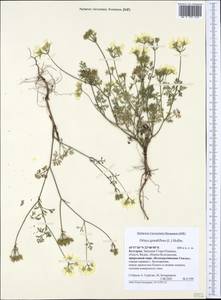 Orlaya grandiflora (L.) Hoffm., Western Europe (EUR) (Bulgaria)