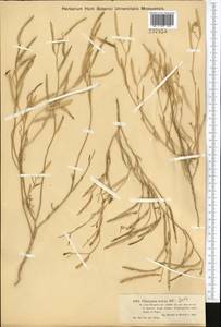 Diptychocarpus strictus (Fisch. ex M.Bieb.) Trautv., Middle Asia, Muyunkumy, Balkhash & Betpak-Dala (M9) (Kazakhstan)