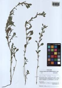 Amaranthus blitoides S. Watson, Siberia, Altai & Sayany Mountains (S2) (Russia)