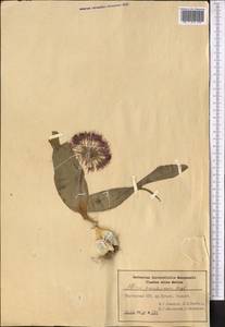 Allium karataviense Regel, Middle Asia, Western Tian Shan & Karatau (M3) (Kyrgyzstan)
