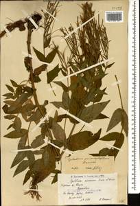 Epilobium anatolicum subsp. prionophyllum (Hausskn.) P. H. Raven, Caucasus, Armenia (K5) (Armenia)