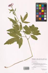 Cardamine bulbifera (L.) Crantz, Eastern Europe, Central forest-and-steppe region (E6) (Russia)