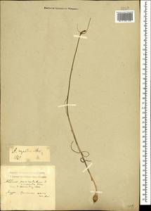 Allium rupestre Steven, Caucasus, Black Sea Shore (from Novorossiysk to Adler) (K3) (Russia)