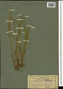 Eremopoa altaica (Trin.) Roshev., Caucasus, Azerbaijan (K6) (Azerbaijan)