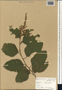 Desmodium velutinum (Willd.)DC., Africa (AFR) (Mali)