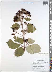 Rubus procerus P. J. Müll. ex Genev., Middle Asia, Western Tian Shan & Karatau (M3) (Kyrgyzstan)