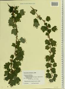 Ribes uva-crispa, Eastern Europe, Western region (E3) (Russia)