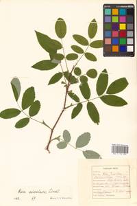 Rosa acicularis Lindl., Siberia, Russian Far East (S6) (Russia)