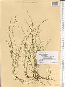 Carex disperma Dewey, Eastern Europe, Volga-Kama region (E7) (Russia)