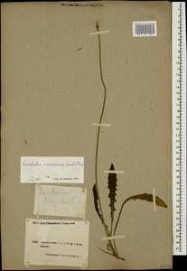 Leontodon caucasicus (M. Bieb.) Fisch., Caucasus, Armenia (K5) (Armenia)